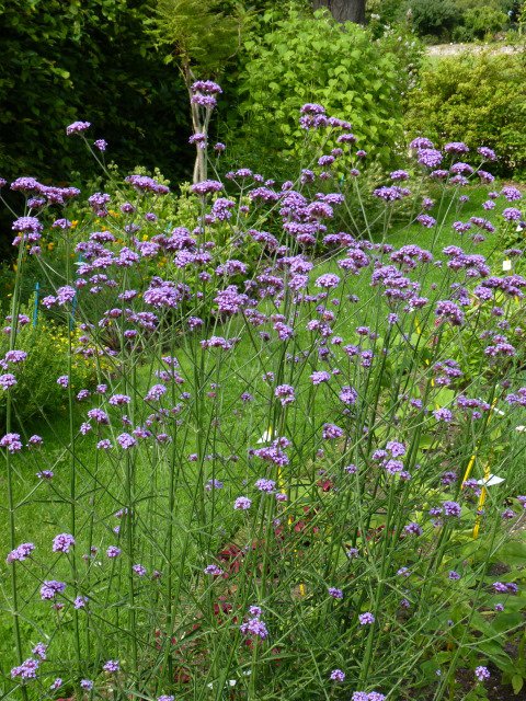Verbena bonariensis
